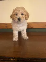 Luna, a female Poochon for sale in Chicago, IL – Photo 4 of 4