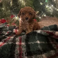 Belle, a female Poodle - Toy  for sale in Chicago, IL – Photo 2 of 2