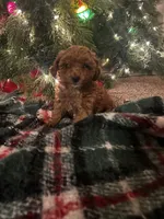 Belle, a female Poodle - Toy  for sale in Chicago, IL – Photo 2 of 2