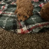 Belle, a female Poodle - Toy  for sale in Chicago, IL – Photo 1 of 2