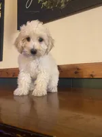 Daisy , a female Poochon for sale in Chicago, IL – Photo 3 of 3