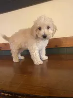 Daisy , a female Poochon for sale in Chicago, IL – Photo 2 of 3