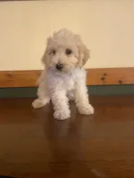 Daisy , a female Poochon for sale in Chicago, IL – Photo 1 of 3