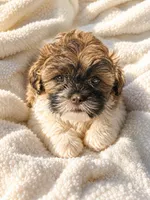 Elsa, a female Shichon for sale in Chicago, IL – 1 of 1