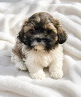 Bell, a female Shichon for sale in Chicago, IL – 1 of 1