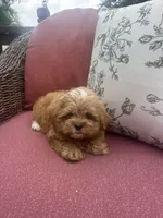 Butkus, a male Shihpoo for sale in Chicago, IL – 4 of 4