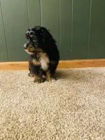 Buddy, a male Miniature Bernedoodle for sale in Chicago, IL – Photo 2 of 4