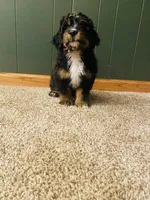 Buddy, a male Miniature Bernedoodle for sale in Chicago, IL – Photo 4 of 4
