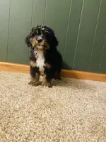 Buddy, a male Miniature Bernedoodle for sale in Chicago, IL – Photo 3 of 4