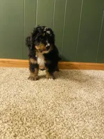 Buddy, a male Miniature Bernedoodle for sale in Chicago, IL – Photo 1 of 4
