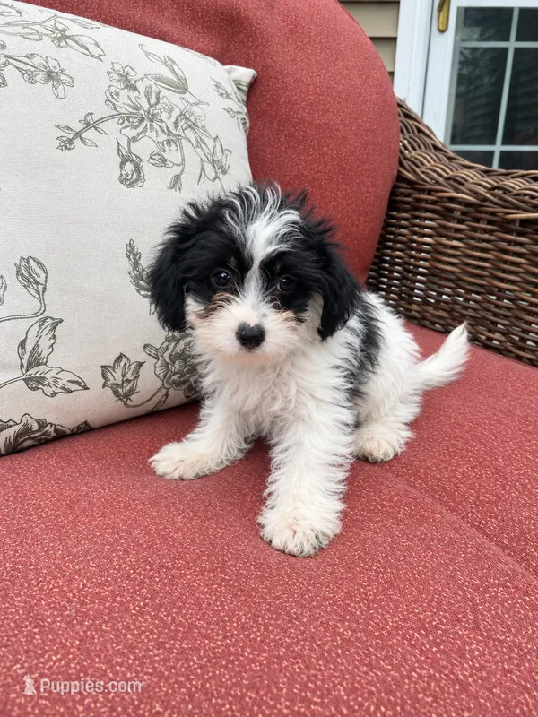 Snoopy – Yorkipoo puppy for sale in Chicago, IL