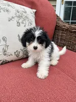 Snoopy, a male Yorkipoo for sale in Chicago, IL – 1 of 1