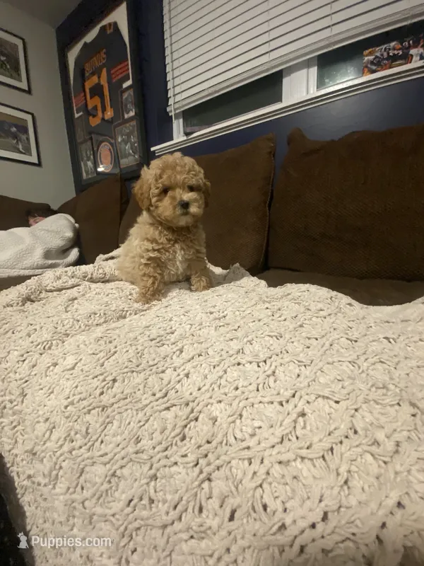 Buddy – Cavapoo puppy for sale in Roselle, IL