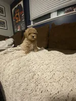 Buddy, a male Cavapoo for sale in Roselle, IL – 1 of 3