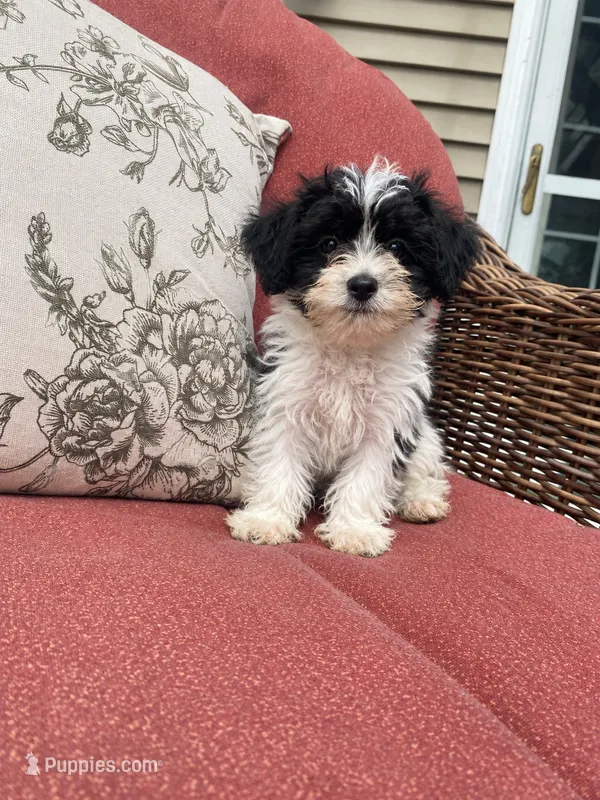 Sally – Yorkipoo puppy for sale in Chicago, IL