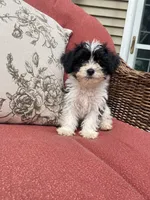 Sally, a female Yorkipoo for sale in Chicago, IL – 1 of 1