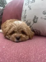 Butkus, a male Shihpoo for sale in Chicago, IL – 2 of 4