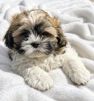 Ariel, a female Shichon for sale in Chicago, IL – 1 of 1