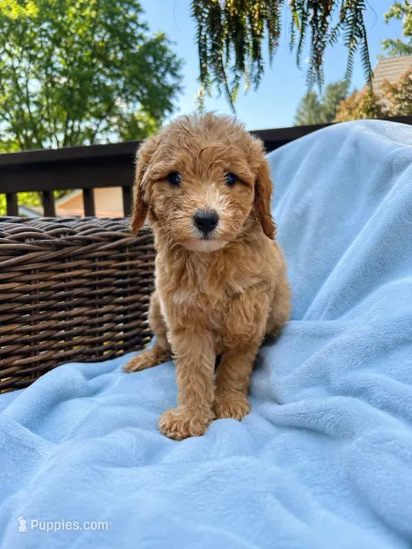 Scarlet – Goldendoodle puppy for sale in Chicago, IL