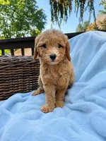 Scarlet, a female Miniature Goldendoodle for sale in Chicago, IL – 1 of 1