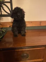 Buddy, a male Miniature Goldendoodle for sale in Chicago, IL – Photo 2 of 3