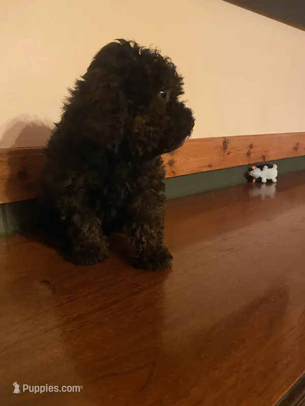 Buddy – Miniature Goldendoodle puppy for sale in Chicago, IL