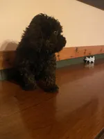 Buddy, a male Miniature Goldendoodle for sale in Chicago, IL – Photo 1 of 3