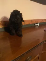 Buddy, a male Miniature Goldendoodle for sale in Chicago, IL – Photo 3 of 3