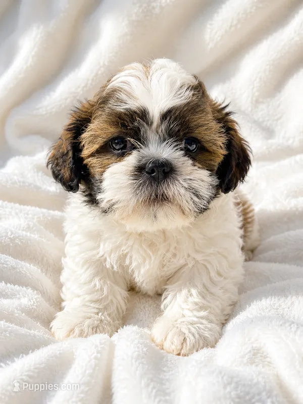 Fiona – Shichon puppy for sale in Chicago, IL