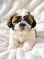 Fiona, a female Shichon for sale in Chicago, IL – 1 of 1
