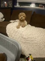 Buddy, a male Cavapoo for sale in Roselle, IL – 2 of 3