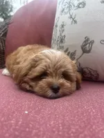 Butkus, a male Shihpoo for sale in Chicago, IL – 3 of 4