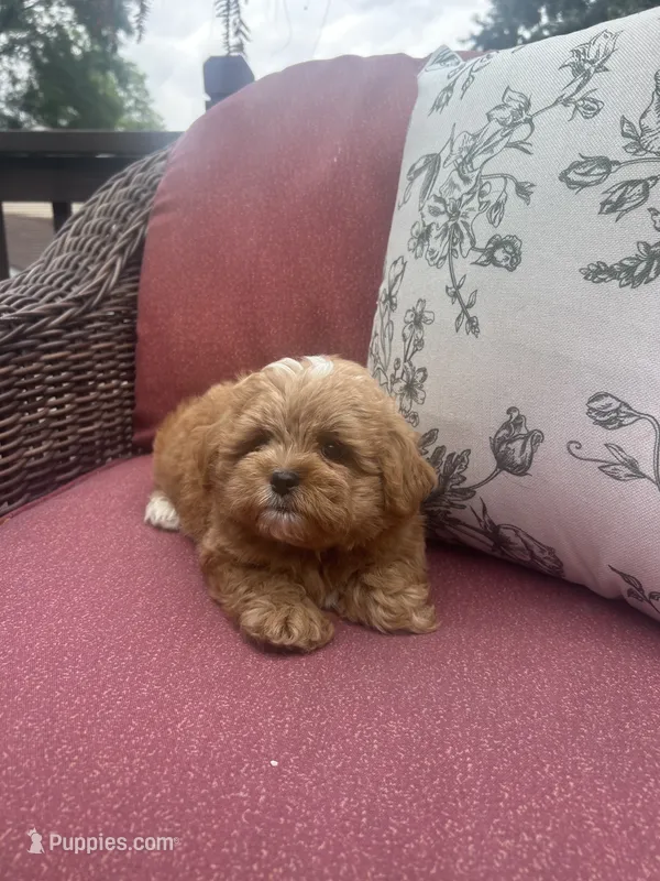 Butkus – Shihpoo puppy for sale in Chicago, IL
