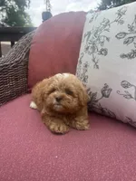 Butkus, a male Shihpoo for sale in Chicago, IL – 1 of 4