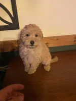 Frank, a male Miniature Goldendoodle for sale in Chicago, IL – Photo 2 of 3