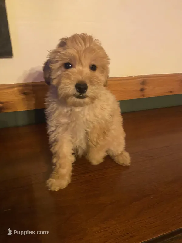 Frank – Miniature Goldendoodle puppy for sale in Chicago, IL