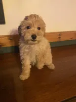 Frank, a male Miniature Goldendoodle for sale in Chicago, IL – Photo 1 of 3