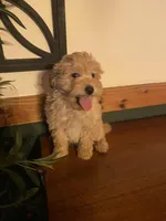 Frank, a male Miniature Goldendoodle for sale in Chicago, IL – Photo 3 of 3