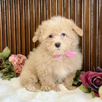 Sasha , a female Poodle - Miniature  for sale in Branch, AR – Photo 2 of 4