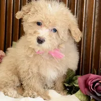 Sasha , a female Poodle - Miniature  for sale in Branch, AR – Photo 1 of 4