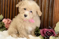 Sasha , a female Poodle - Miniature  for sale in Branch, AR – Photo 1 of 4