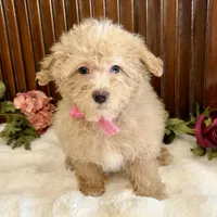 Sasha , a female Poodle - Miniature  for sale in Branch, AR – Photo 4 of 4