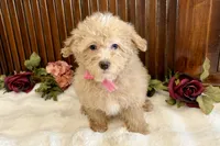 Sasha , a female Poodle - Miniature  for sale in Branch, AR – Photo 4 of 4