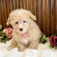 Sasha , a female Poodle - Miniature  for sale in Branch, AR – Photo 3 of 4