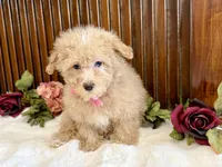 Sasha , a female Poodle - Miniature  for sale in Branch, AR – Photo 3 of 4