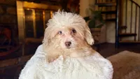 Marshall , a male Miniature Aussiedoodle for sale in Branch, AR – 4 of 4