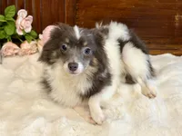 Taz , a male Chihuahua for sale in Branch, AR – Photo 6 of 8