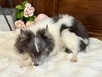 Taz , a male Chihuahua for sale in Branch, AR – Photo 2 of 8