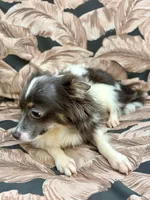 Taz , a male Chihuahua for sale in Branch, AR – Photo 8 of 8