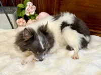 Taz , a male Chihuahua for sale in Branch, AR – Photo 3 of 8